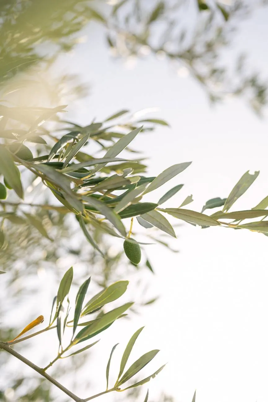 Olive branch