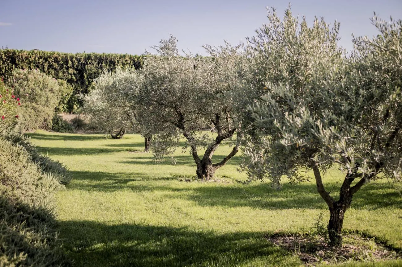 The olive tree walk